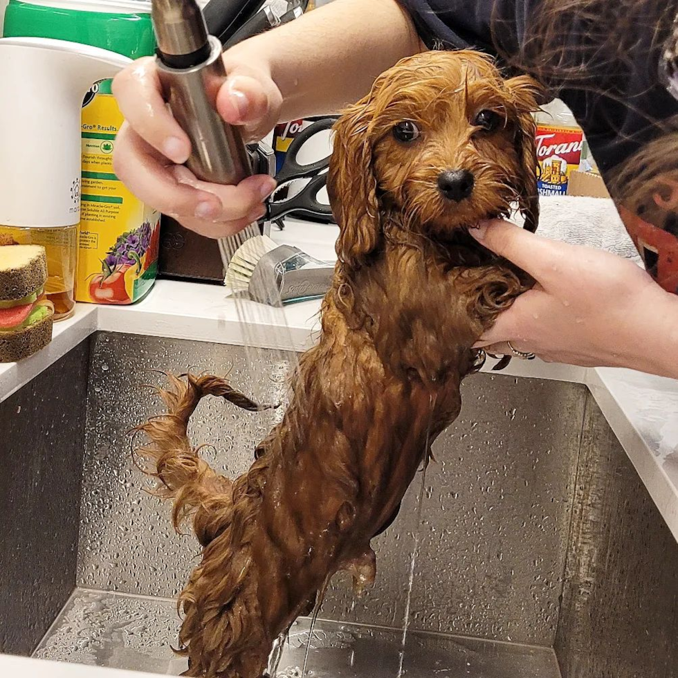 toy cavapoo dog getting a bath