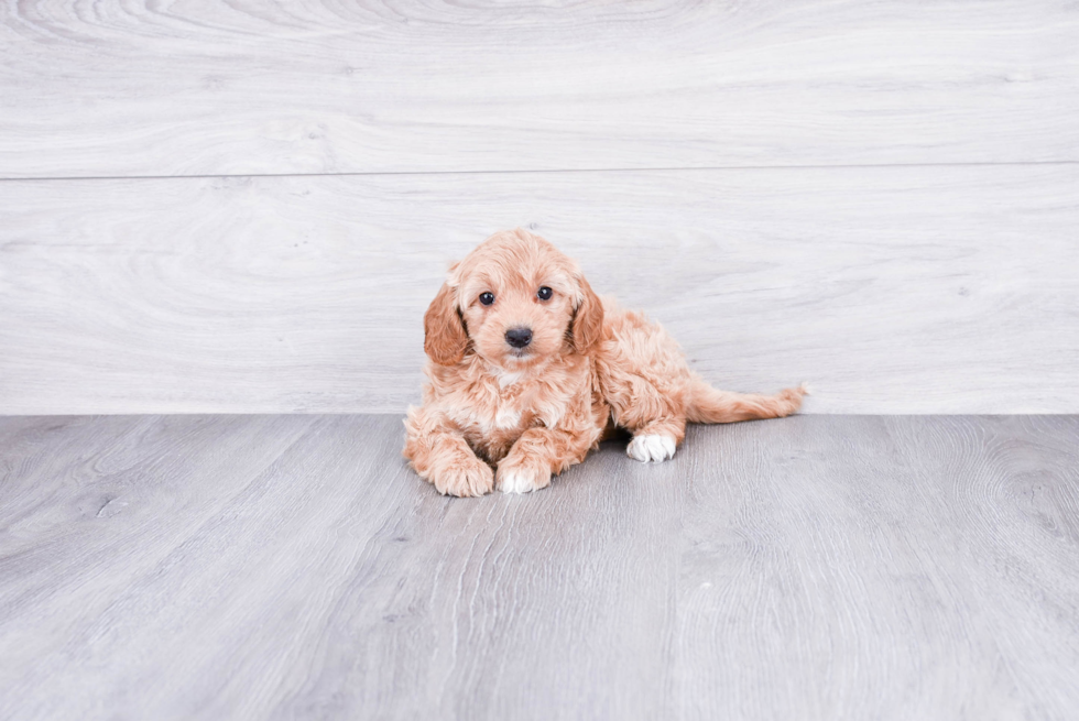 Meet Jessica - our Mini Goldendoodle Puppy Photo 4/4 - Premier Pups