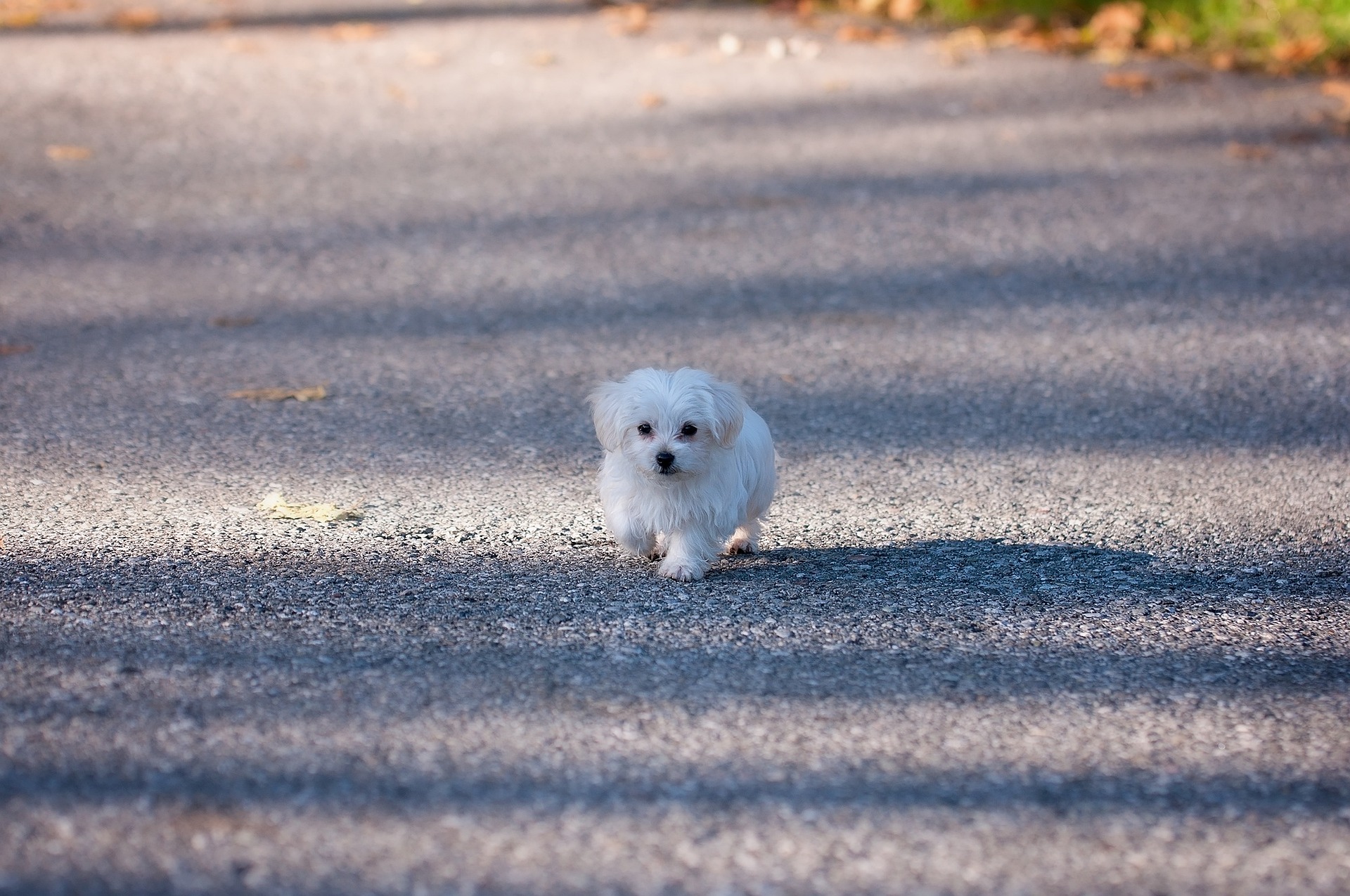 teacup maltese puppy walking on pavement