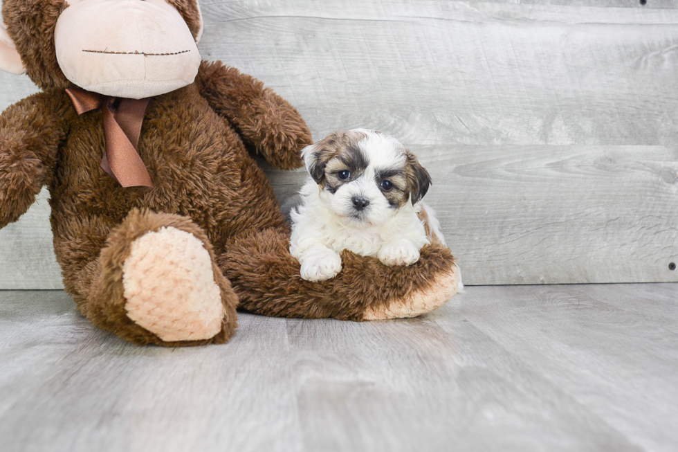 Meet Rossi - our Teddy Bear Puppy Photo 2/5 - Premier Pups