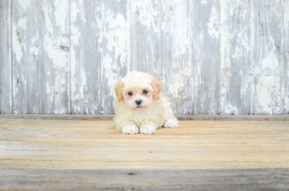 Petite Pudle Purebred Puppy