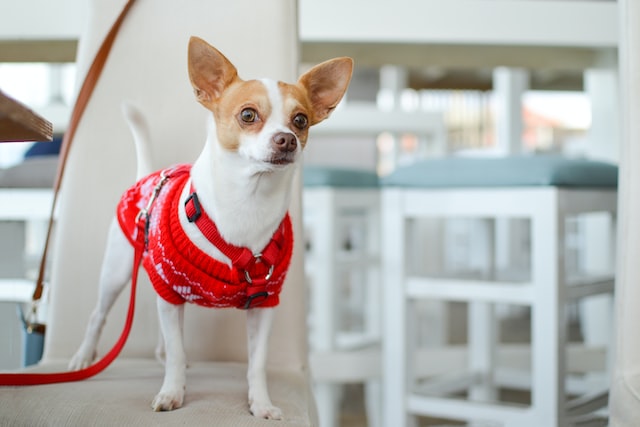 small dog in a Christmas sweater wearing a red leash