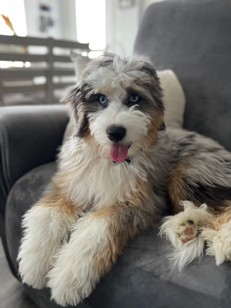 mini bernedoodle with blue eyes sitting on a couch - pros and cons of mini bernedoodles premier pups