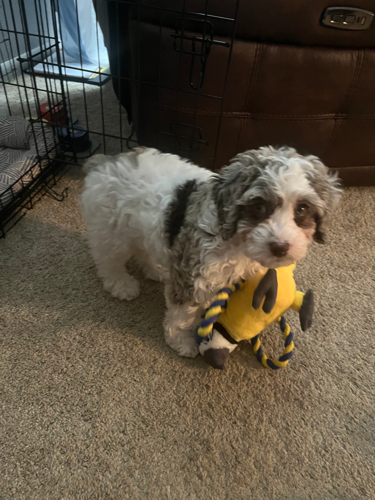 premier pups review of mini ausiedoodle puppy bailey