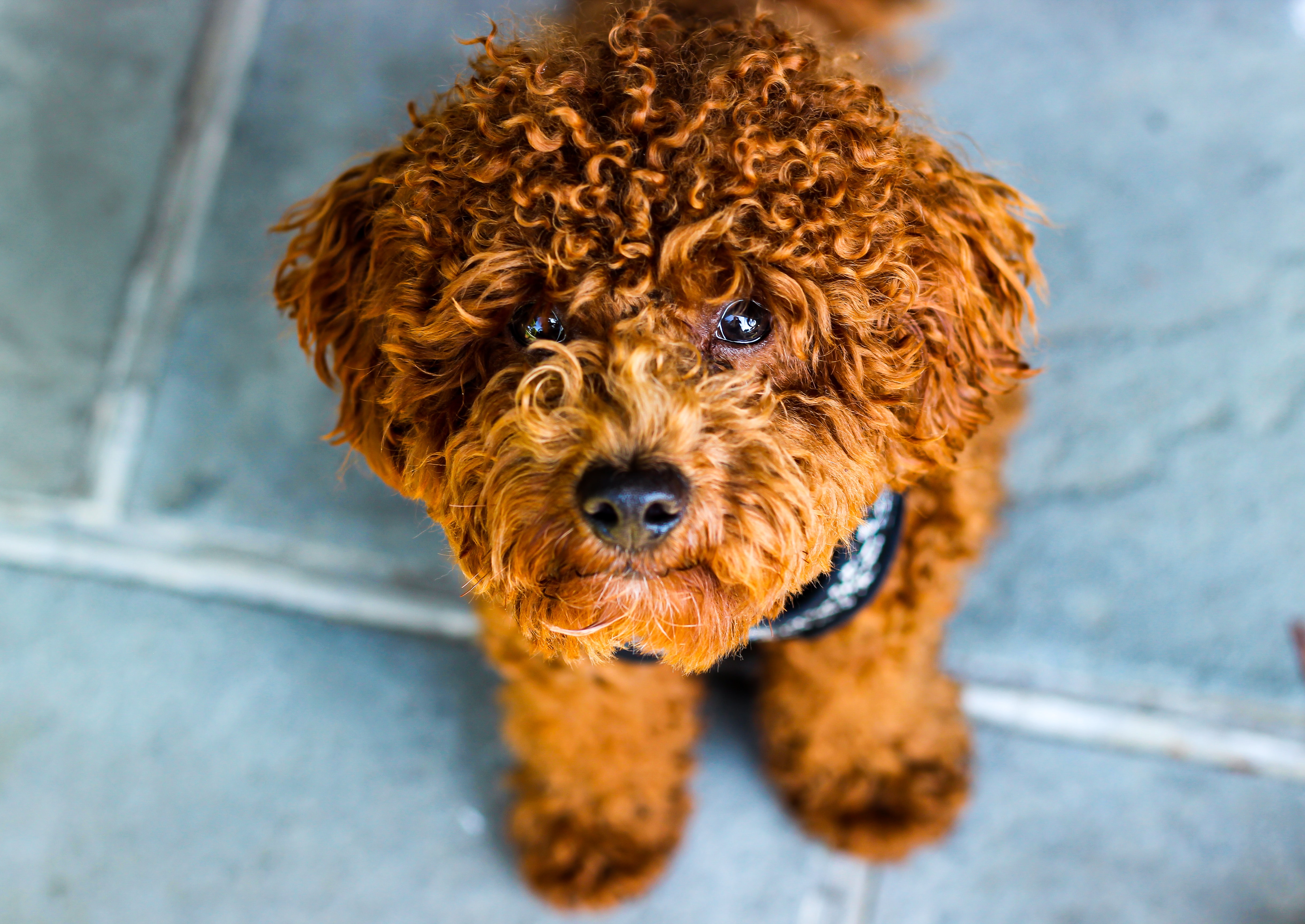 standard mini labradoodle with brown curly coat looking up at the camera