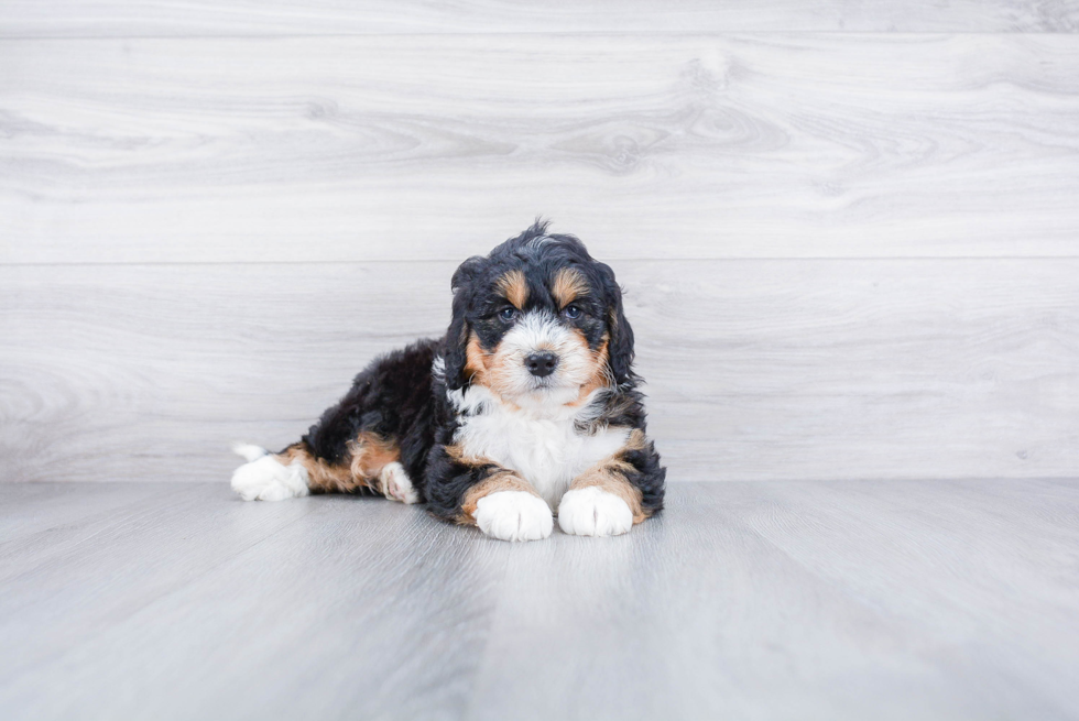 Meet Mika - our Mini Bernedoodle Puppy Photo 1/2 - Premier Pups