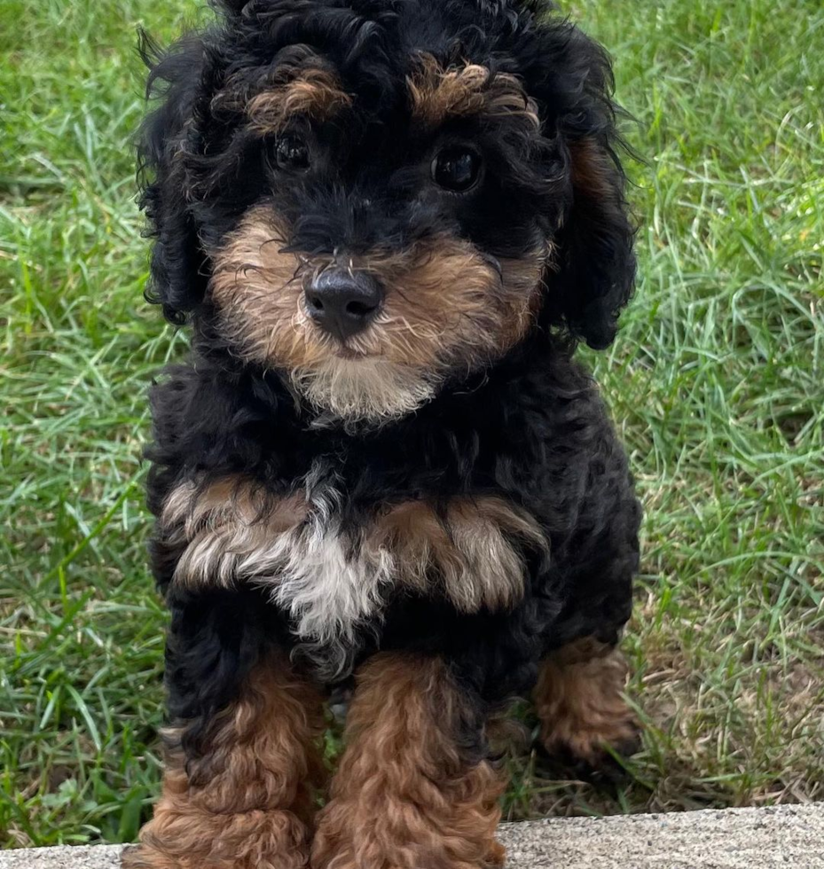 black and tan mini bernedoodle f1b sitting on grass - mini bernedoodle f1b generation dog