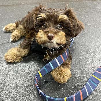 brown and tan yorkie poo wearing a leash