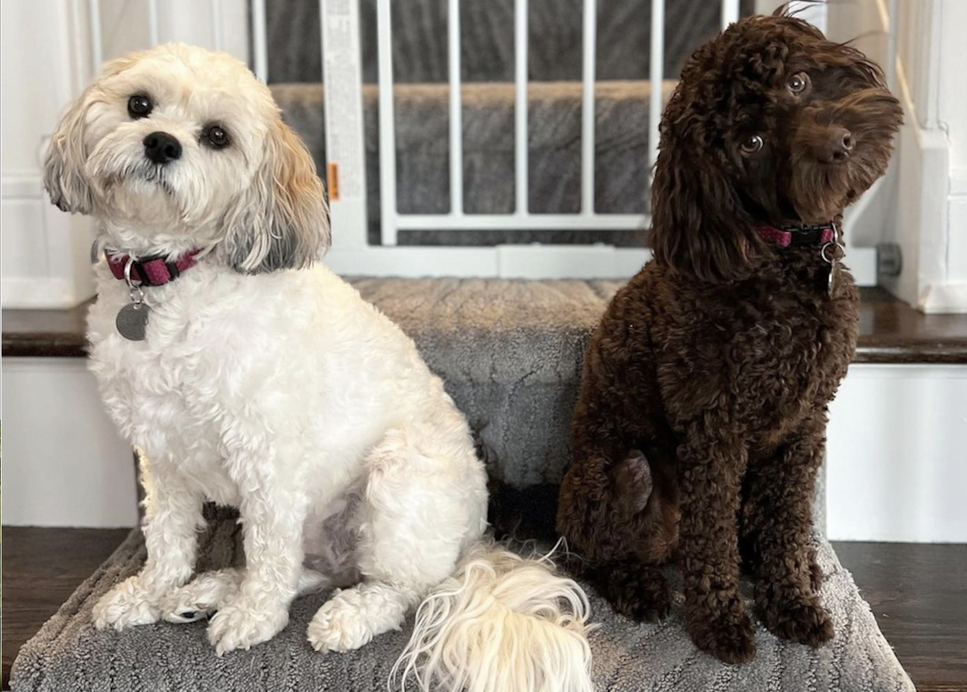 male vs female cockapoo - a male and a female cockapoo sitting at the bottom of a staircase