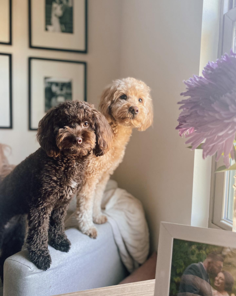 two differently-colored mini goldendoodle generations sitting on the edge of a couch. one is dark chocolate and the other is golden