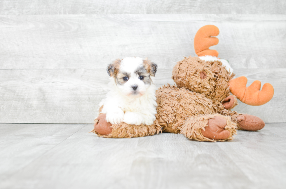 teddy puppies for sale