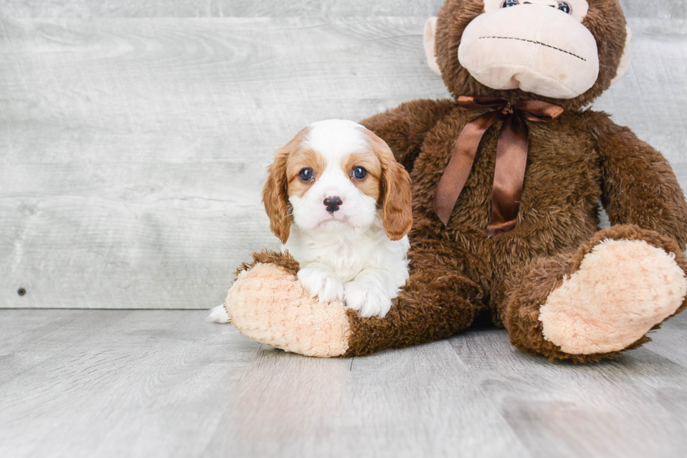 Cavalier King Charles Spaniel Puppy for Adoption
