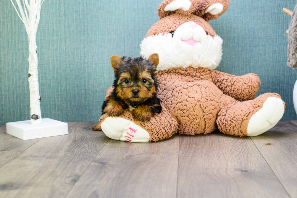 Meet Teacup-Jeremy - our Yorkshire Terrier Puppy Photo 