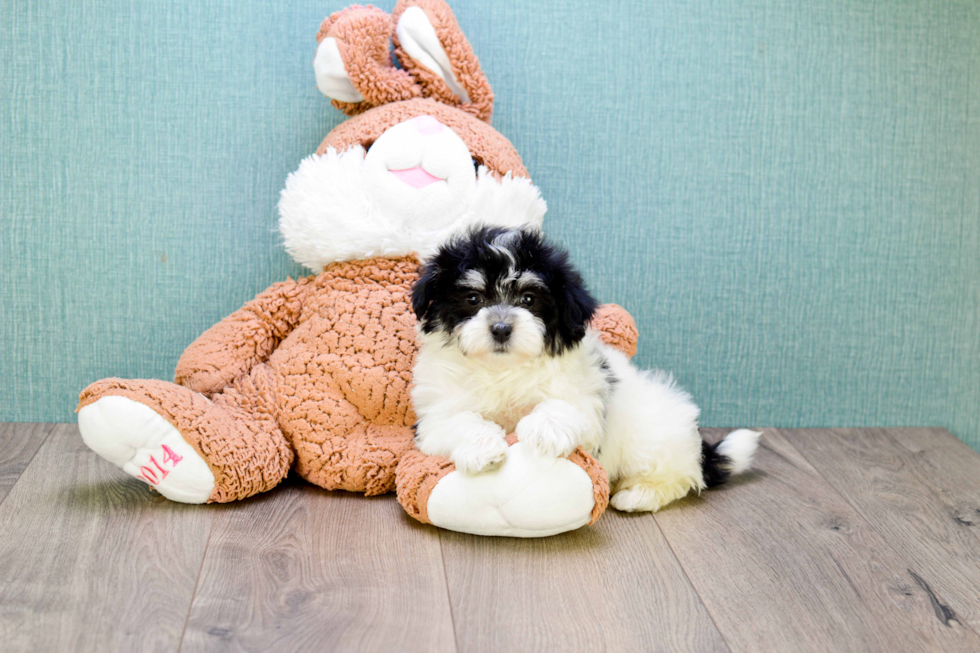 Meet Rose - our Havanese Puppy Photo 