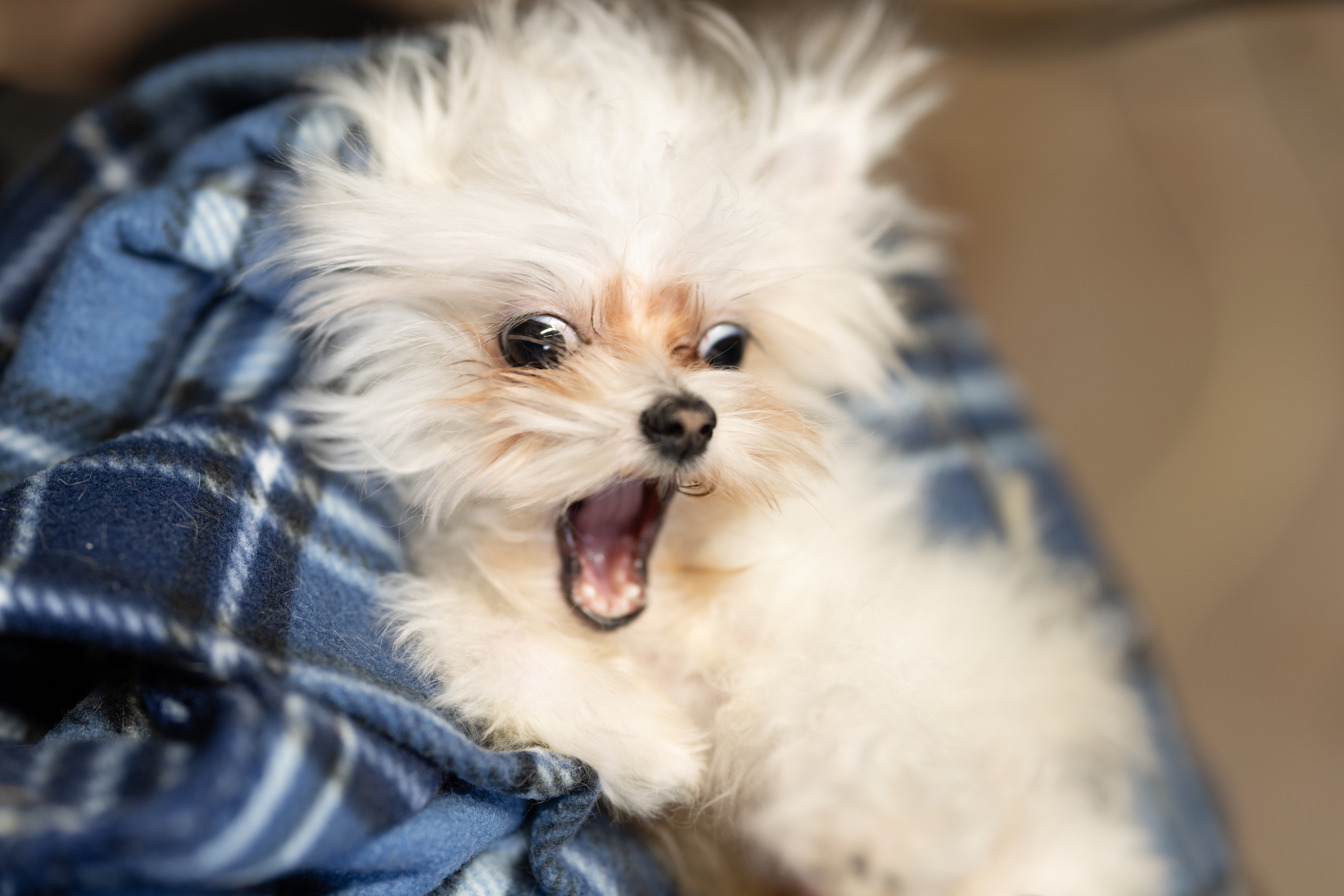 30 Cute and Funny Dog Pictures To Brighten Up Your Day - Premier Pups