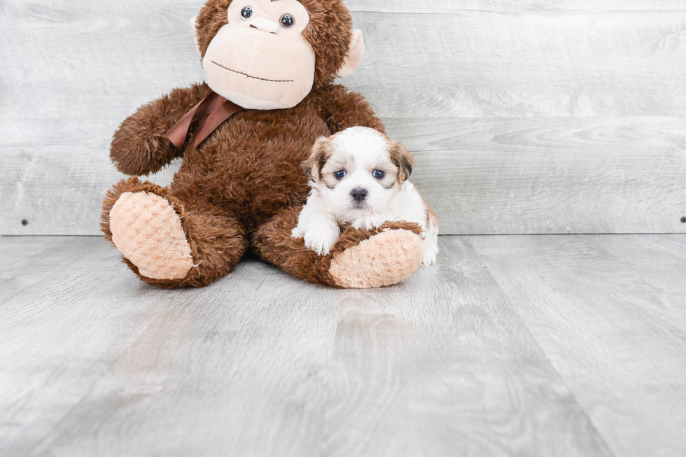 Meet Hank - our Teddy Bear Puppy Photo 1/3 - Premier Pups