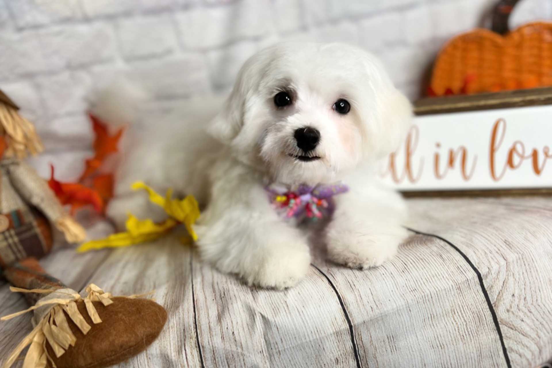 Maltese puppy