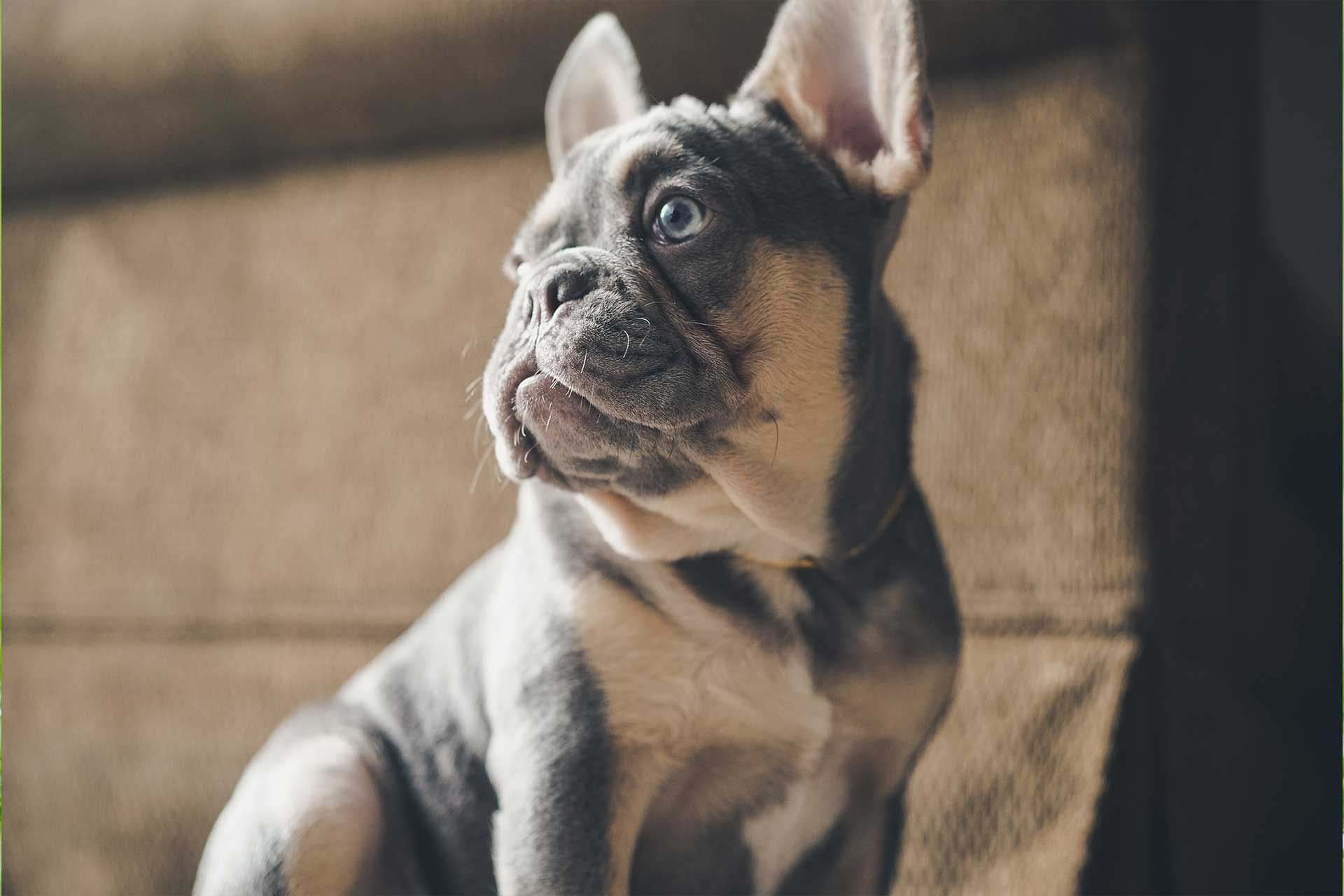 lilac French bulldog looking to the side