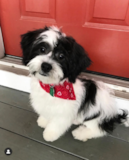 Puppy For Sale Premier Pups Hypoallergenic Shit Designer Pup
