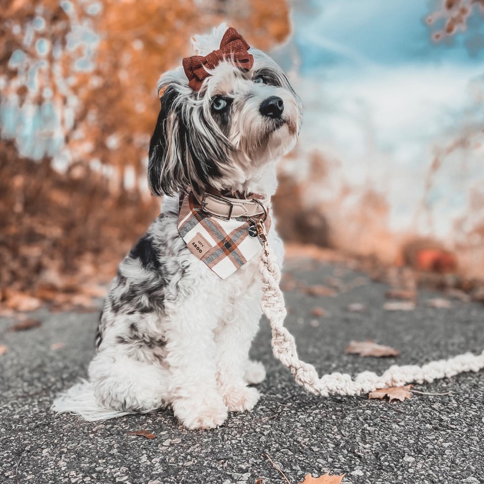 Entertaining Aussiechon puppy a mix of Mini Aussie and Bichon Frise