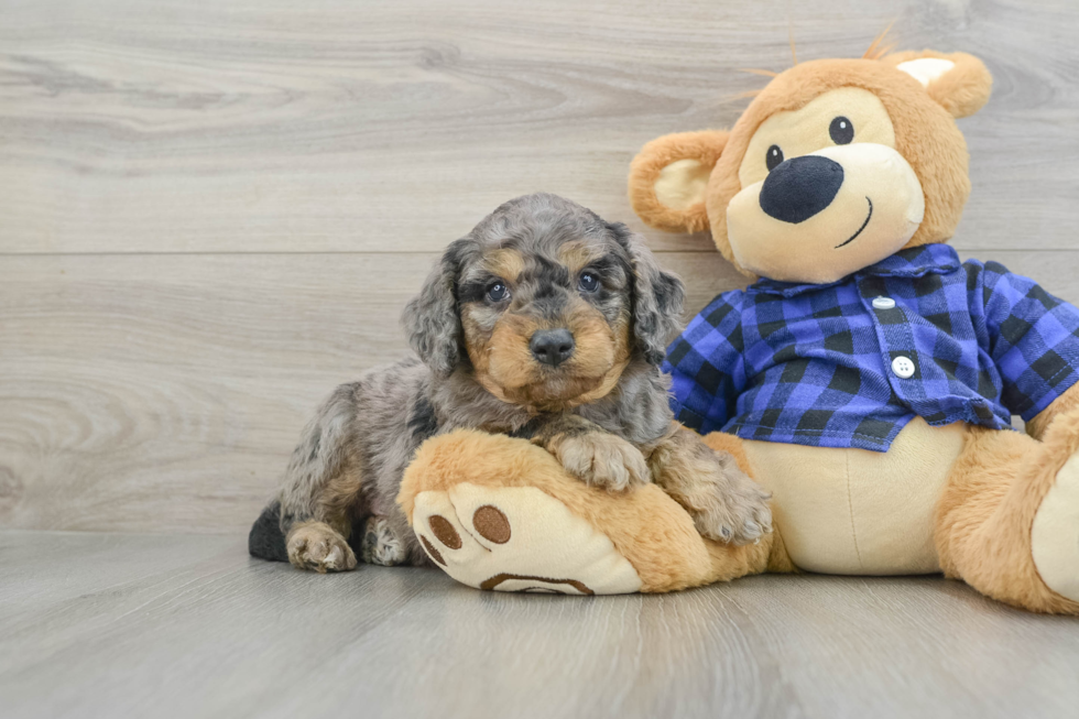 merle goldendoodle mini puppy for sale at premier pups