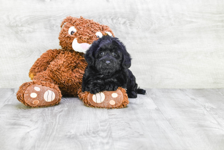 Meet Gregory - our Yorkie Poo Puppy Photo 1/2 - Premier Pups
