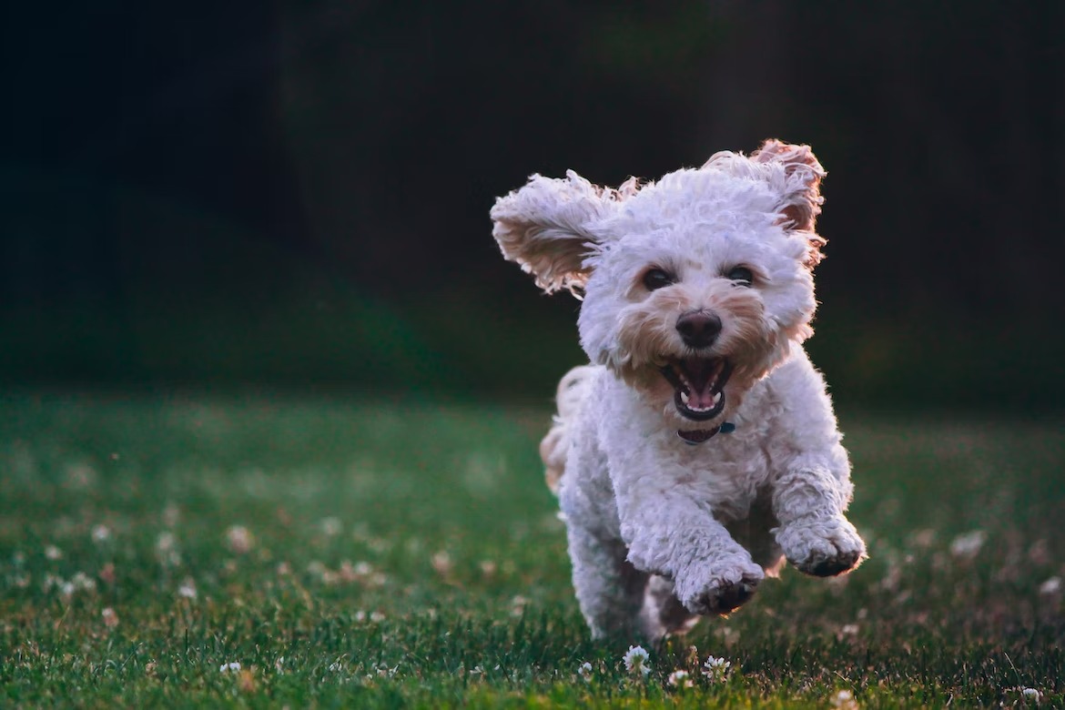 comforting white curly Maltese dog on green grass