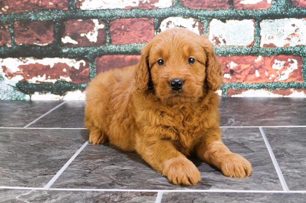 mini goldendoodle puppies for sale in ohio miniature goldendoodle puppies for sale in ohio breeds picture mini goldendoodle puppies for sale in ohio miniature goldendoodle puppies for sale in ohio breeds picture
