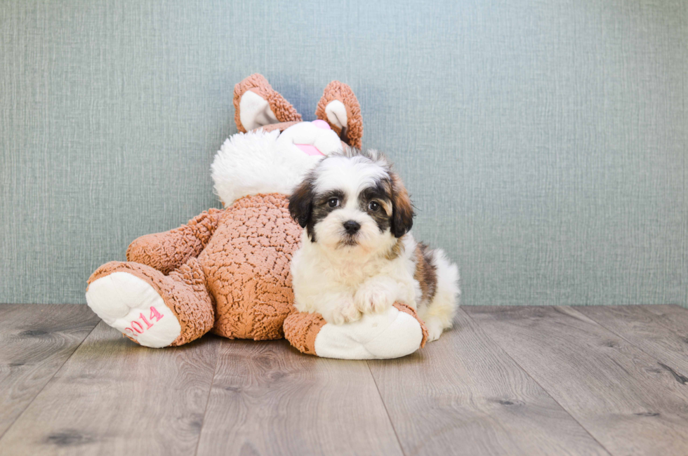 where can i get a teddy bear puppy