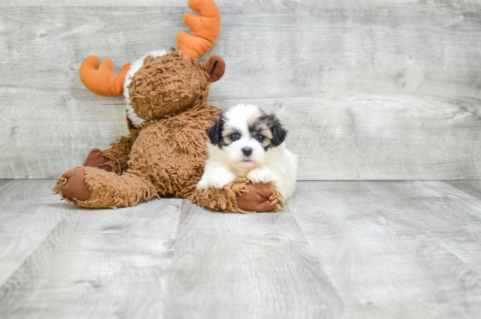 teddy bear puppy prices