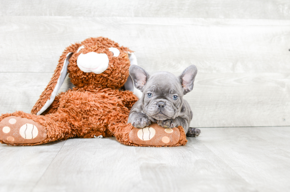 French Bulldog puppies for sale|Mixed small breed puppies ...