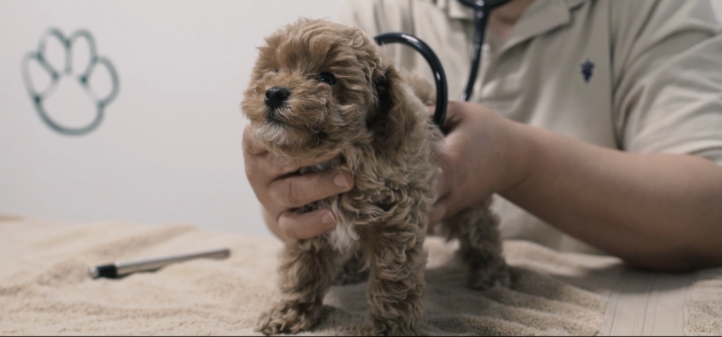 premier pups veterinary expert inspecting a small puppy