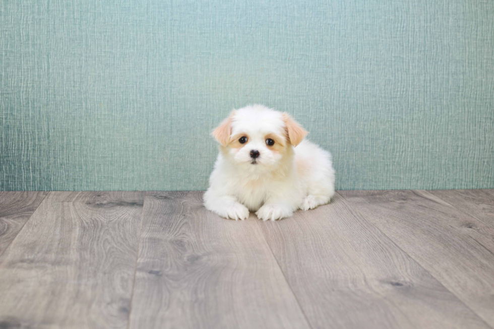 Little Shi Chon Designer Puppy