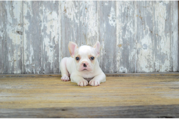 Cute Frenchie Purebred Puppy