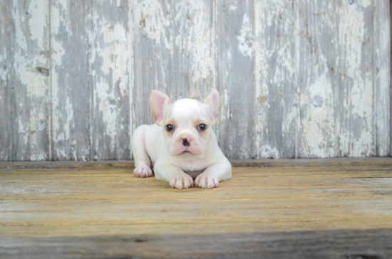 Cute Frenchie Purebred Puppy