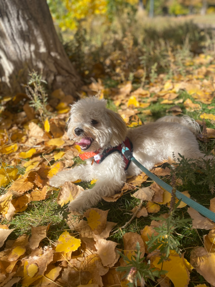 maltipoo playing on leafy ground