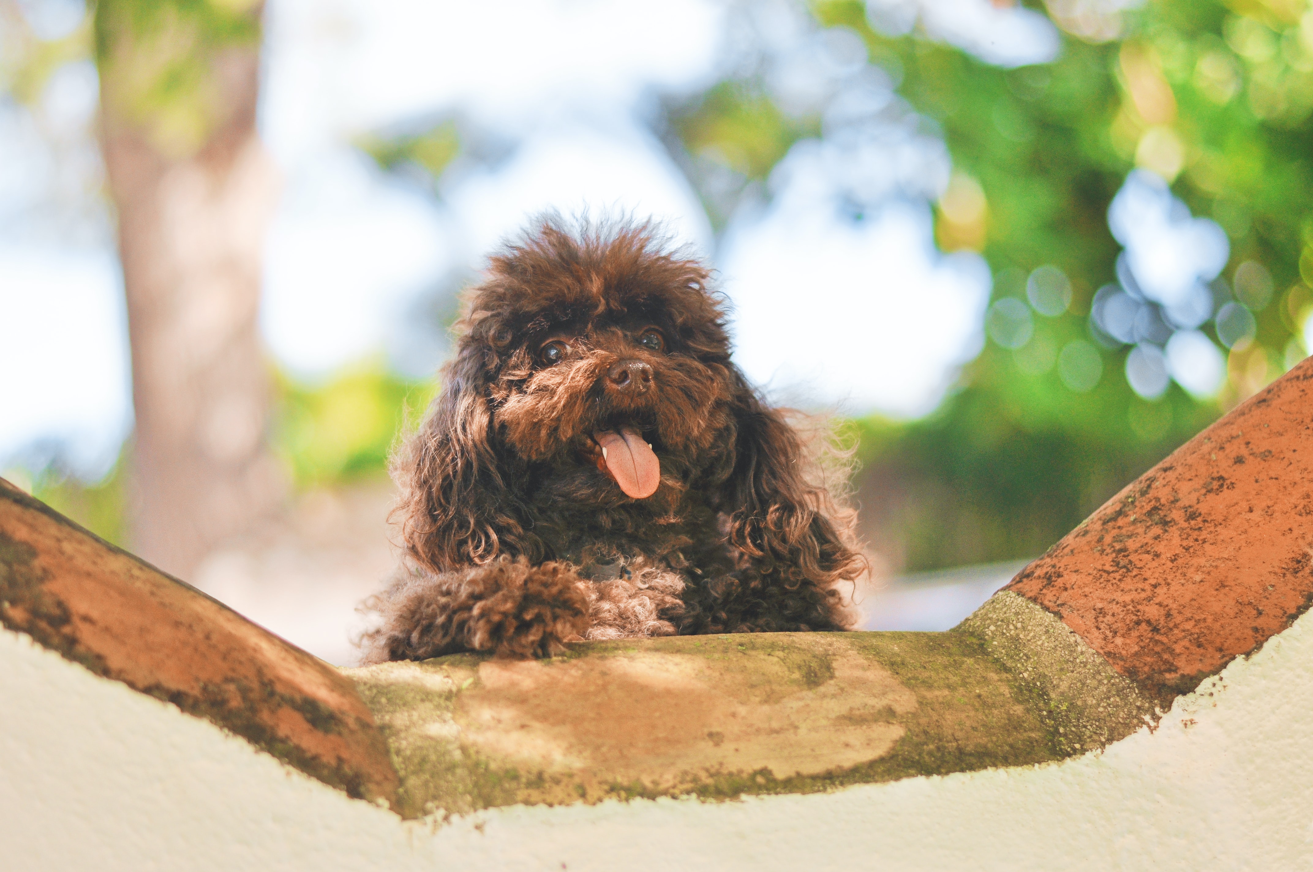 brown doodle adult dog