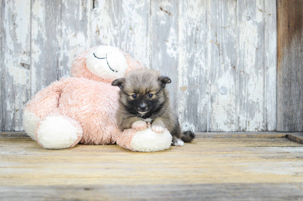 Best Pomeranian Baby