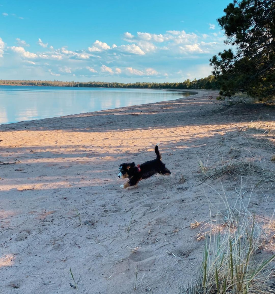 mini bernedoodle puppy running on a beach towards the water - are mini bernedoodle dogs good for families 