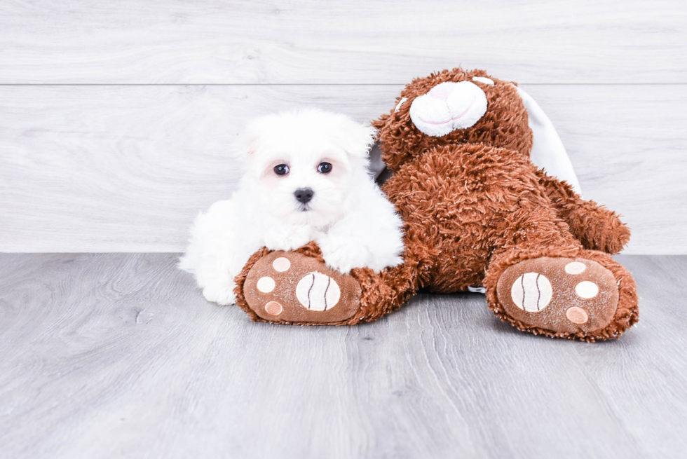 Meet Dolly - our Maltese Puppy Photo 2/2 - Premier Pups