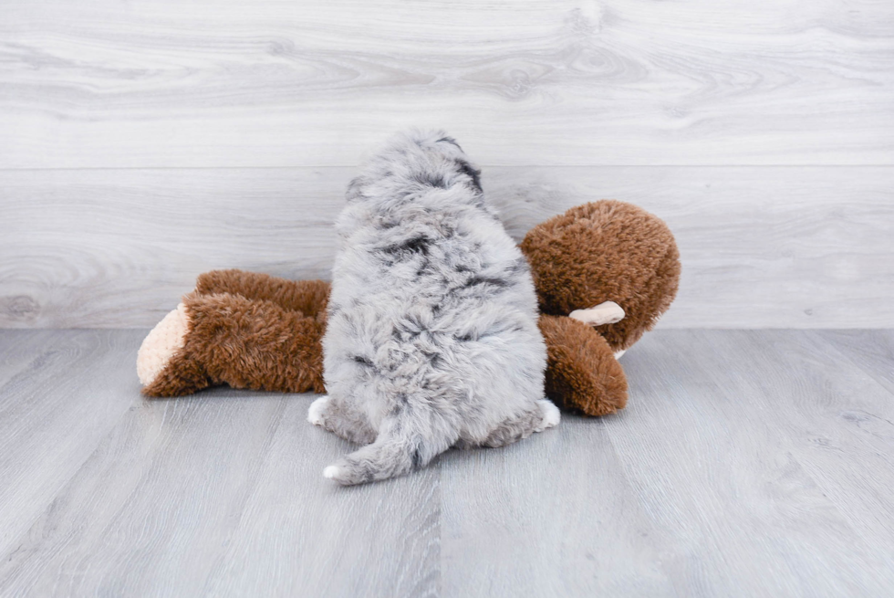 gray mini bernedoodle puppy sitting on a plush teddy bear with it's back visible to the camera 