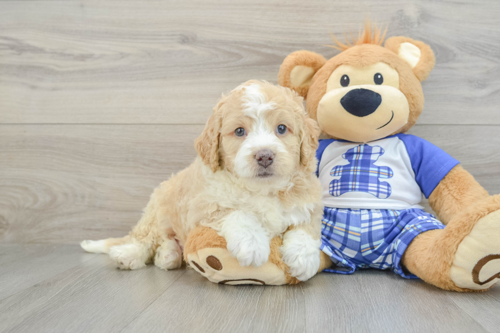 blonde mini bernedoodle sitting next to a plush teddy bear 