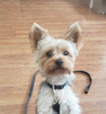 Puppy For Sale Premier Pups Funny Yorkshire Terrier Purebred Pup