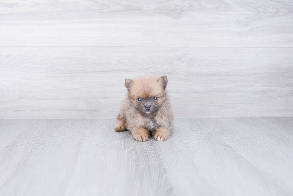 Pomeranian Puppy for Adoption