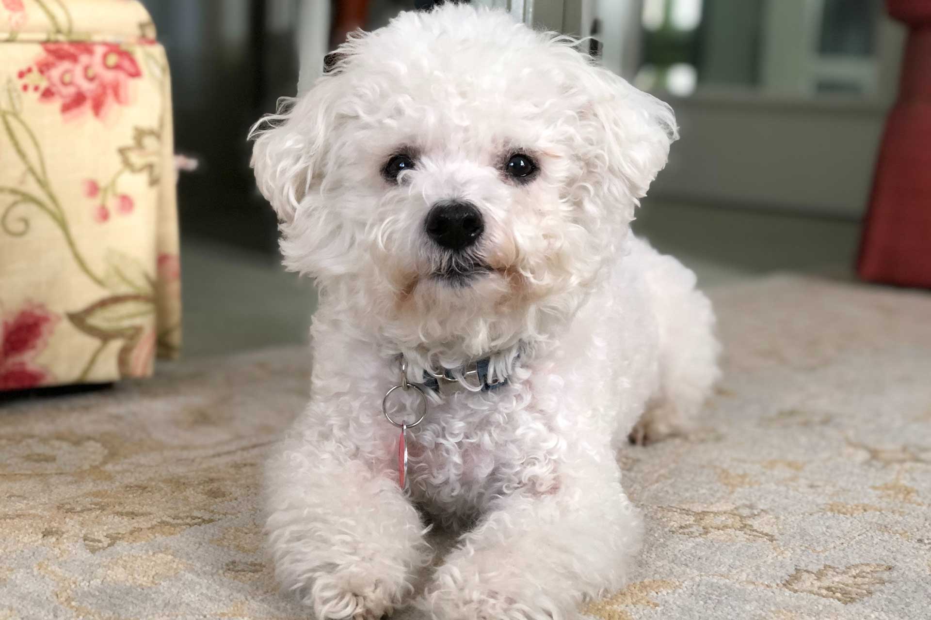 toy bichpoo dog with white curly coat