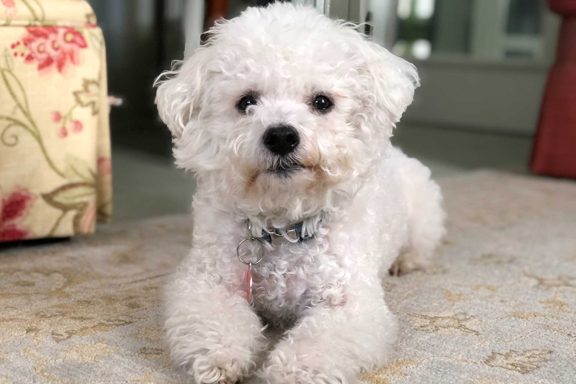 Bichpoo puppies best sale