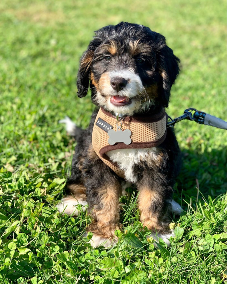 tricolor f2 mini bernedoodle sitting on grass wearing a harness 