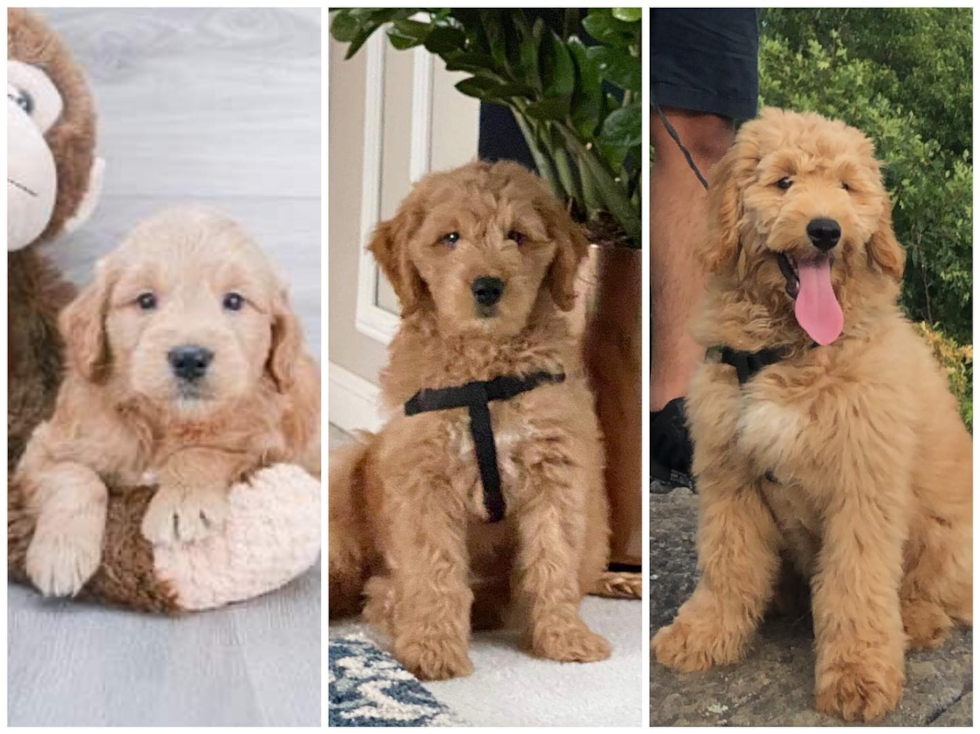 a picture with three frames of mini goldendoodles. the first is a puppy, the second an adult, the third a full grown mini goldendoodle