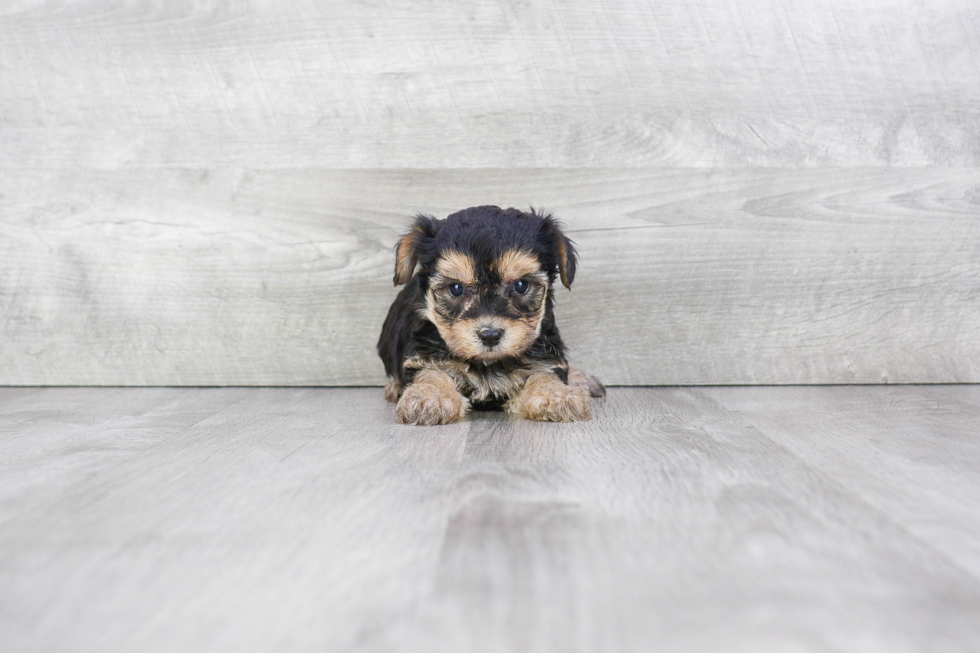Meet Noah - our Morkie Puppy Photo 3/3 - Premier Pups