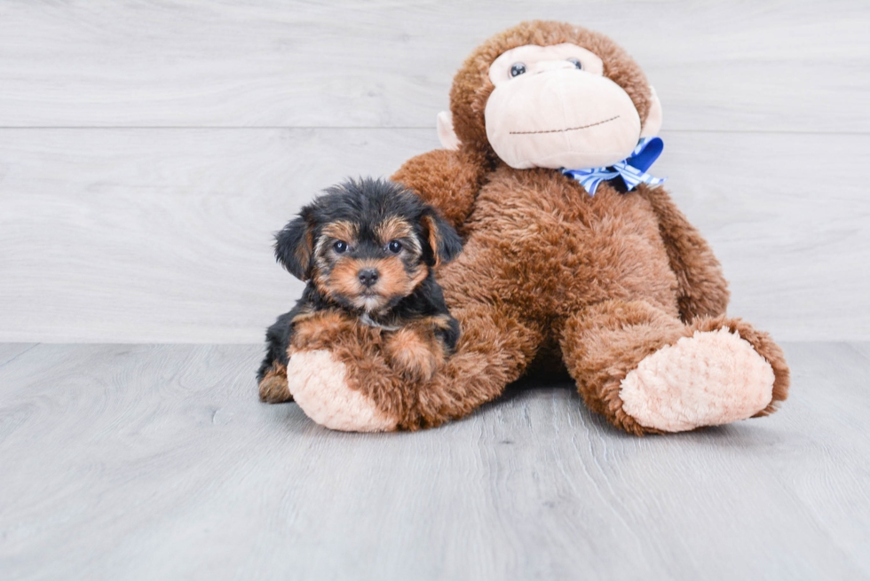 Bello Toys in Virginia, Yorkshire Terrier puppies